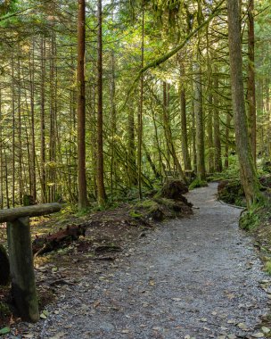 Ekim ayında batı Kanada 'da tropik ağaçlar ve yosun ormanı