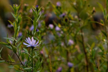 Aromatik paskalya çiçekleri papatya ailesine doğada yetişir.