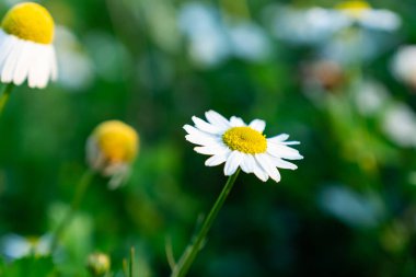 Bulanık arka planda diğer çiçeklerle yeşil bir çayırda Daisy çiçeği