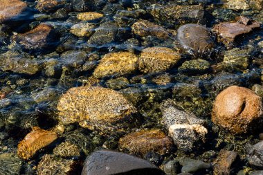 Kıyı şeridi boyunca canlı ıslak kayaların yakın çekimleri, karmaşık doğal dokular ve canlı renkler sergiliyor.