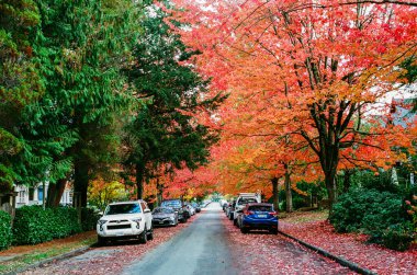 VANCOUVER, BC, CANADA - Kasım 01, 2024: Sürdürülebilir şehir arabaları ve ağaçlarında güz ağaçları olan şehir caddesi