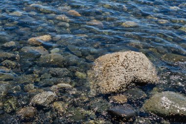 Kıyı şeridi boyunca canlı ıslak kayaların yakın çekimleri, karmaşık doğal dokular ve canlı renkler sergiliyor.