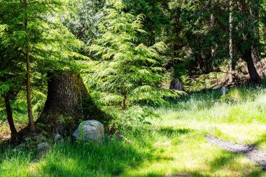 Yazın güzel bir orman Ağaçlara parlayan parlak güneşle