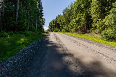 Çakıl yolu güneşli yeşil ormanda kozalaklı ağaçlar ve yol kenarındaki kütükler.