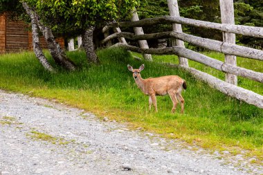 Çitin yanındaki yeşil çimlerde beslenen yumurta geyiği yaz mevsimi doğası.
