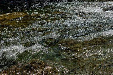 İstiridye Nehri Yürüyüş alanı güzel su doğası Vancouver Adası İngiliz Kolombiya Adası Kanada