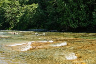 İstiridye Nehri Yürüyüş alanı. Güzel dağ doğası. Uzun ağaçlar ve mavi gökyüzü.