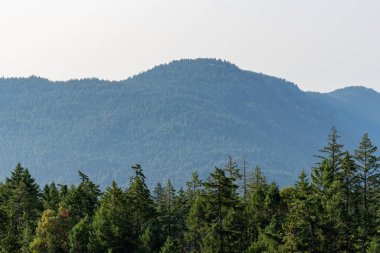 Vancouver Adası 'ndaki Saanich körfezinin hava panoramik görüntüsü British Columbia Canada
