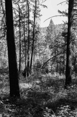 Kanada parkında siyah beyaz yaz ormanı çam ağaçları güneşli bir günde