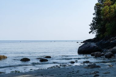 VICTORIA, CANADA - 10 AĞUSTOS 2024: Salish sahil şeridi güneşli İngiliz Kolombiya Sahil Hattı