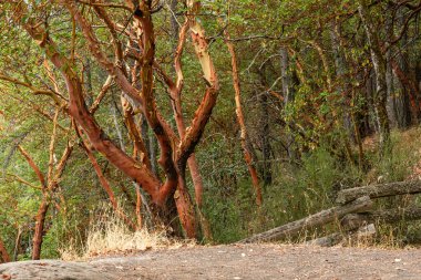 Yaz aylarında Thetis Gölü Bölgesel Parkı İngiliz Kolombiyası Kanada 'da dağlara bakan cennet ormanlarında yürüyüş patikaları.