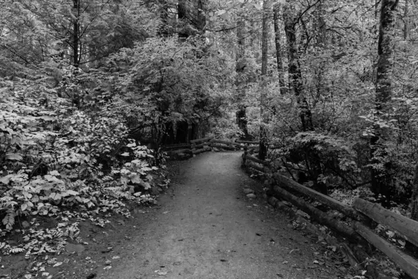 Thetis Gölü Bölgesel Parkı İngiliz Kolombiyası Kanada 'da yaz aylarında dağlara bakan cennet ormanlarında siyah ve beyaz yürüyüş patikaları