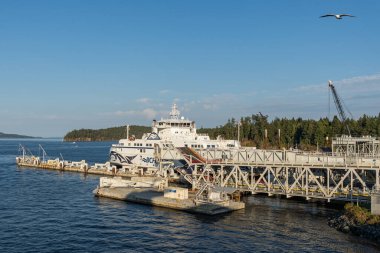 SWARTZ BAY, CANADA - 11 Ağustos 2024: Vancouver adasındaki Swartz Körfezi (Victoria) Feribot Terminali BC Feribotları açık mavi gökyüzü