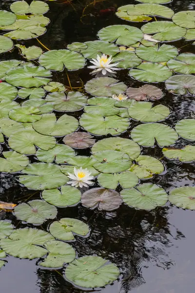 beyaz nilüfer çiçeği suyu - güzel doğa manzarası
