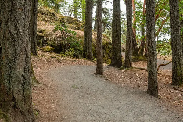 Yaz aylarında Thetis Gölü Bölgesel Parkı İngiliz Kolombiyası Kanada 'da dağlara bakan cennet ormanlarında yürüyüş patikaları.