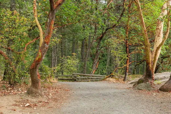 Yaz aylarında Thetis Gölü Bölgesel Parkı İngiliz Kolombiyası Kanada 'da dağlara bakan cennet ormanlarında yürüyüş patikaları.