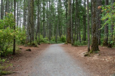 Yaz aylarında Thetis Gölü Bölgesel Parkı İngiliz Kolombiyası Kanada 'da dağlara bakan cennet ormanlarında yürüyüş patikaları.