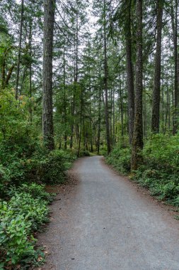 Yaz aylarında Thetis Gölü Bölgesel Parkı İngiliz Kolombiyası Kanada 'da dağlara bakan cennet ormanlarında yürüyüş patikaları.