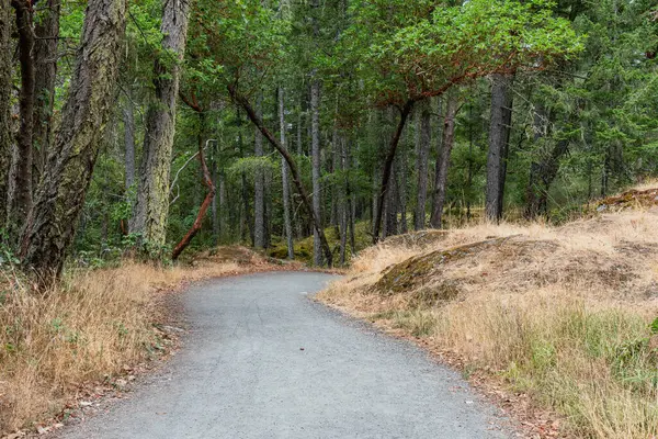 Yaz aylarında Thetis Gölü Bölgesel Parkı İngiliz Kolombiyası Kanada 'da dağlara bakan cennet ormanlarında yürüyüş patikaları.