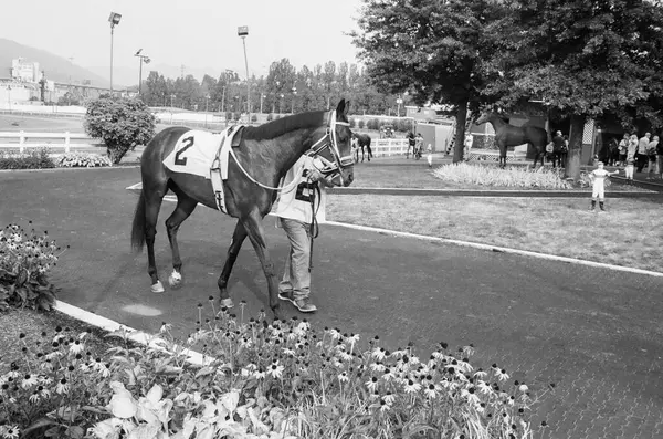 VANCOUVER, BC, CANADA - EYLÜL 07, 2024: Yarıştan önce siyah ve beyaz şehir hipodrom jokeyi ve at gösterisi