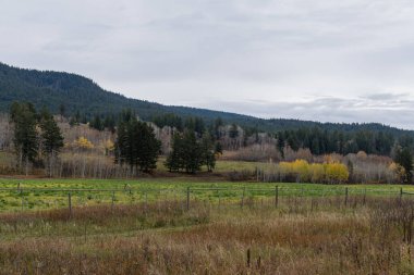 Sonbaharın sonlarında çayır manzarası, yapraksız orman bulutlu gökyüzünün altında doğal sonbahar arka planı
