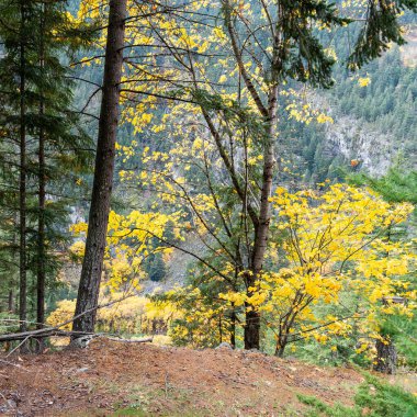 Sonbahar ormanlarında düşen yapraklar Yapraksı ve kozalaklı ağaçlar