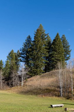 Sonbaharın sonlarında çayır, mavi gökyüzünün altındaki orman doğal sonbahar arkaplanı.