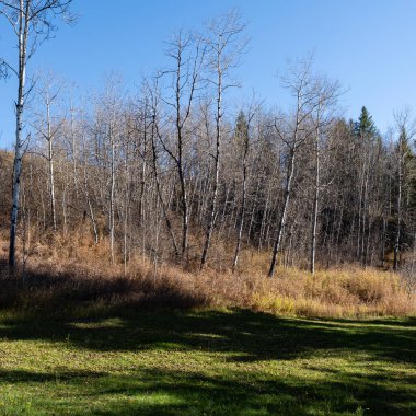 Sonbaharın sonlarında çayır, yapraksız orman mavi gökyüzünün altında doğal sonbahar arkaplanı.