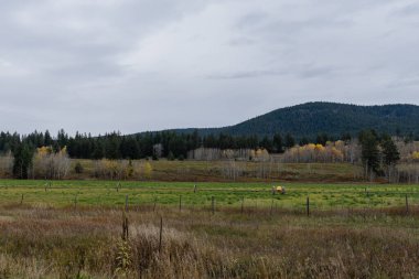 Sonbaharın sonlarında çayır manzarası, yapraksız orman bulutlu gökyüzünün altında doğal sonbahar arka planı