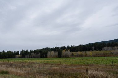 Sonbaharın sonlarında çayır manzarası, yapraksız orman bulutlu gökyüzünün altında doğal sonbahar arka planı