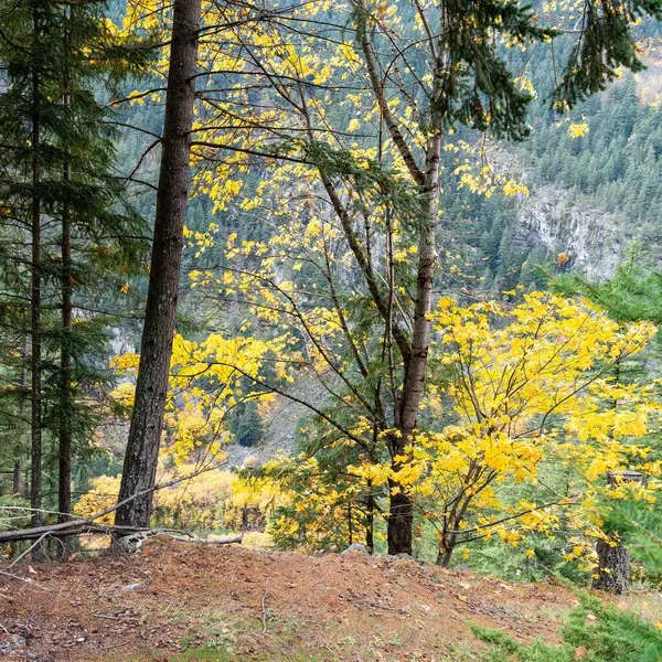Sonbahar ormanlarında düşen yapraklar Yapraksı ve kozalaklı ağaçlar