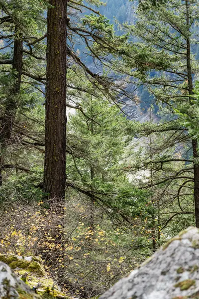 Sonbahar ormanlarında düşen yapraklar Yapraksı ve kozalaklı ağaçlar