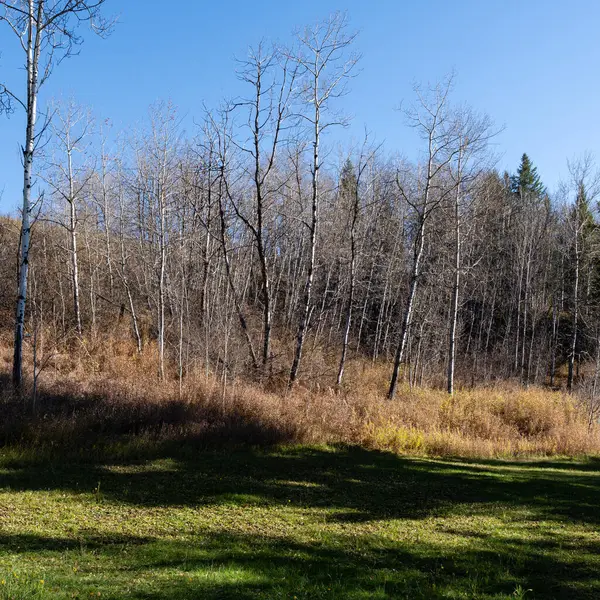 Sonbaharın sonlarında çayır, yapraksız orman mavi gökyüzünün altında doğal sonbahar arkaplanı.