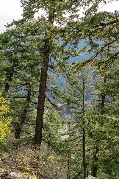 Sonbahar ormanlarında düşen yapraklar Yapraksı ve kozalaklı ağaçlar