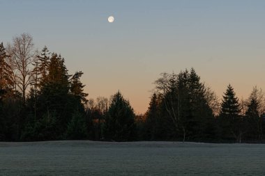 Sabah parkı ve ay doğada alacakaranlık ortamı ya da yeryüzü boş kırsal ve şafak yeşil tarlalı.