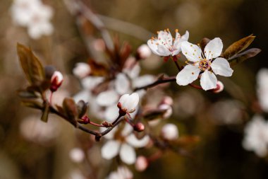 Bahar zamanı beyaz kiraz çiçekleri beyaz çiçek açan kiraz ağacı dalının yakın fotoğrafını çeker. Bir bahar günü kiraz çiçeklerinin beyaz çiçekleri.