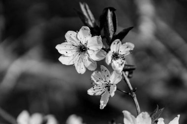 Bahar zamanı beyaz kiraz çiçekleri beyaz çiçek açan kiraz ağacı dalının yakın fotoğrafını çeker. Bir bahar günü kiraz çiçeklerinin beyaz çiçekleri.