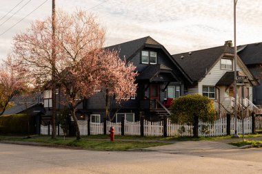VANCOUVER, CANADA - 26 Mart 2025: Çiçek açan ağaçlarıyla şehrin güzel evleri ve sokakları.