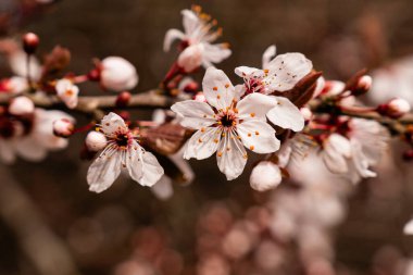 Bahar zamanı beyaz kiraz çiçekleri ağaç dalını kapatır. Bir bahar günü kiraz çiçeklerinin beyaz çiçekleri.
