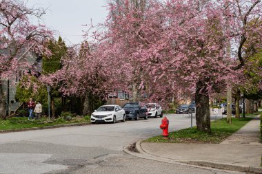 VANCOUVER, CANADA - 30 Mart 2025: Vancouver, Britanya Kolumbiyası 'ndaki boş cadde