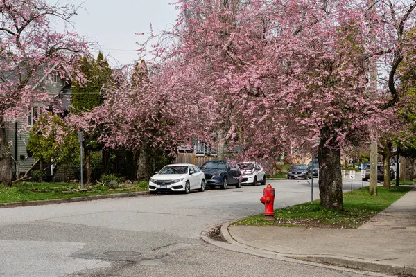 VANCOUVER, CANADA - 30 Mart 2025: Vancouver, Britanya Kolumbiyası 'ndaki boş cadde