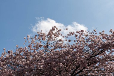 Japon Pembe Kiraz Çiçeği Ağacı. Güzel, büyük, pembe çiçekler bol bol çiçek açan dallarda açılır.