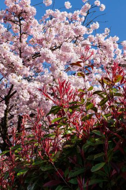 Japon Pembe Kiraz Çiçeği Ağacı. Güzel, büyük, pembe çiçekler bol bol çiçek açan dallarda açılır.