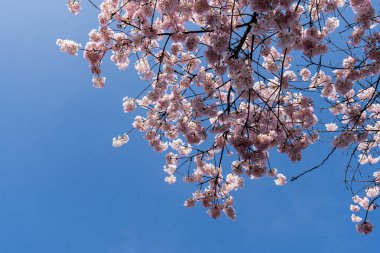 Japon Pembe Kiraz Çiçeği Ağacı. Güzel, büyük, pembe çiçekler bol bol çiçek açan dallarda açılır.