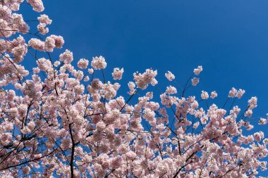Japon Pembe Kiraz Çiçeği Ağacı. Güzel, büyük, pembe çiçekler bol bol çiçek açan dallarda açılır.