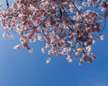 Japon Pembe Kiraz Çiçeği Ağacı. Güzel, büyük, pembe çiçekler bol bol çiçek açan dallarda açılır.