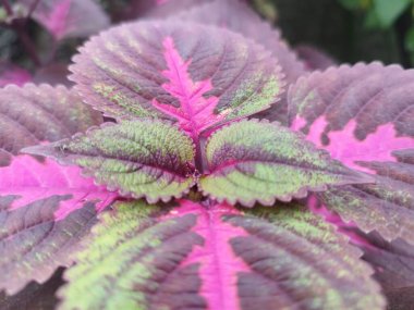 Coleus Beautiful coloured leaves