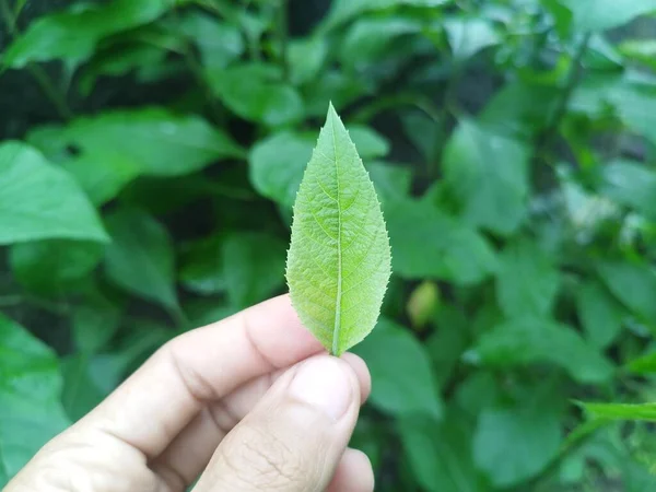 Prunus padus with a blurred background
