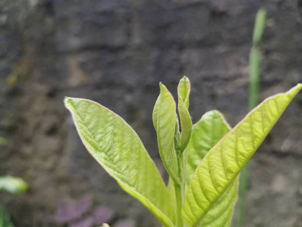 Guava leaf isolated against wall background