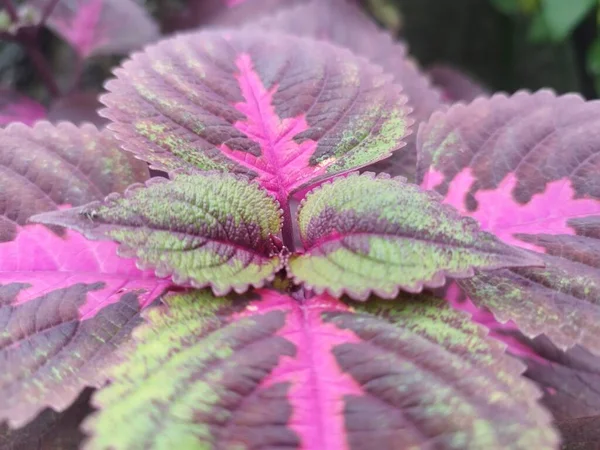 Coleus Beautiful coloured leaves